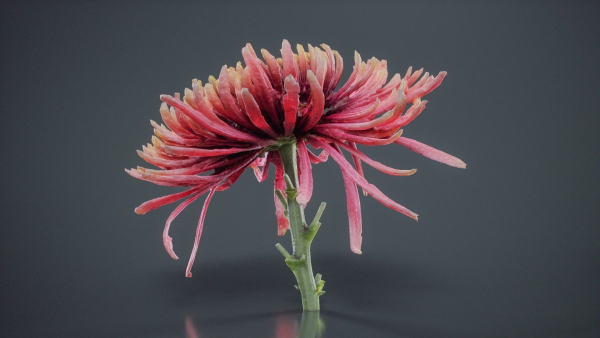 Close Up Chrysanthemum Hardy Florist Garden Mum Morifolium