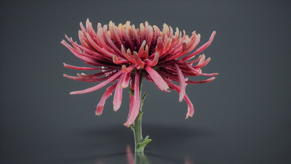 Close Up Chrysanthemum Hardy Florist Garden Mum Morifolium