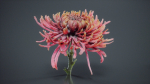 Close Up Chrysanthemum Hardy Florist Garden Mum Morifolium