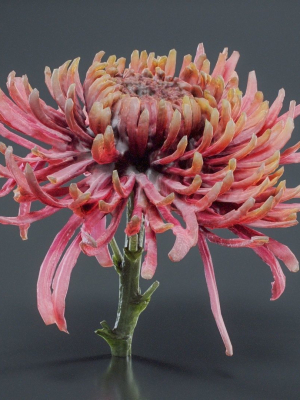 close-up-chrysanthemum-hardy-florist-garden-mum-morifolium-3d-model-60ccb233ce