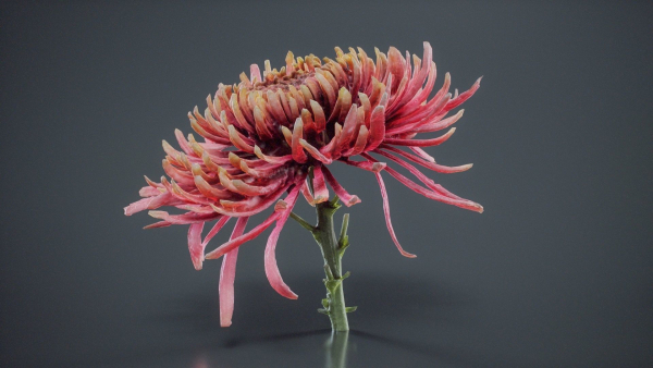 Close Up Chrysanthemum Hardy Florist Garden Mum Morifolium