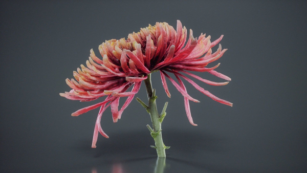Close Up Chrysanthemum Hardy Florist Garden Mum Morifolium
