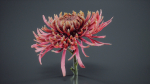 Close Up Chrysanthemum Hardy Florist Garden Mum Morifolium