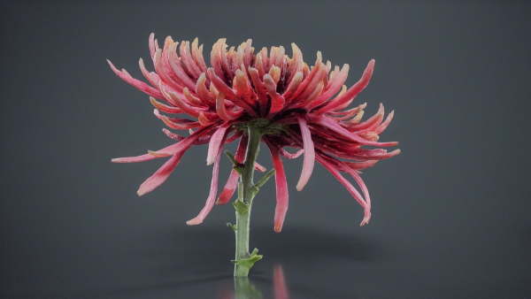 Close Up Chrysanthemum Hardy Florist Garden Mum Morifolium