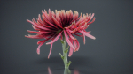 Close Up Chrysanthemum Hardy Florist Garden Mum Morifolium