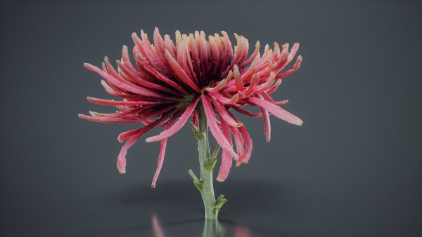 Close Up Chrysanthemum Hardy Florist Garden Mum Morifolium