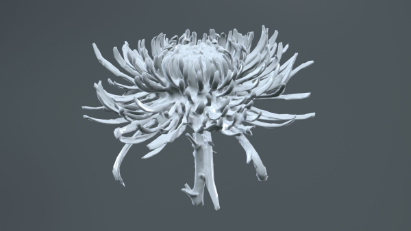 Close Up Chrysanthemum Hardy Florist Garden Mum Morifolium