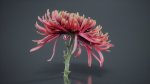 Close Up Chrysanthemum Hardy Florist Garden Mum Morifolium