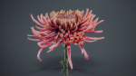 Close Up Chrysanthemum Hardy Florist Garden Mum Morifolium