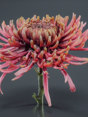 Close Up Chrysanthemum Hardy Florist Garden Mum Morifolium