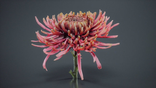 Close Up Chrysanthemum Hardy Florist Garden Mum Morifolium
