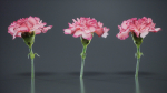 Close Up Clove Pink Mini Carmation Dianthus Caryophyllus