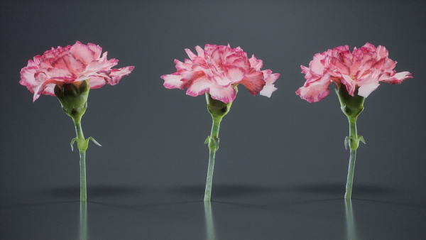 Close Up Clove Pink Mini Carmation Dianthus Caryophyllus