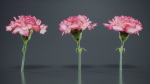 Close Up Clove Pink Mini Carmation Dianthus Caryophyllus