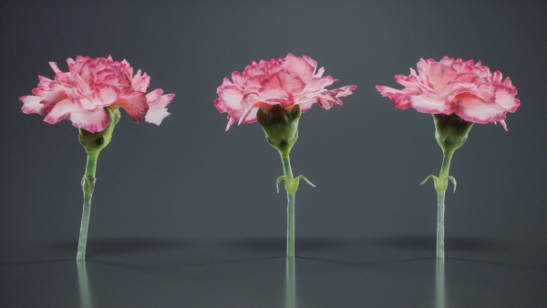 Close Up Clove Pink Mini Carmation Dianthus Caryophyllus