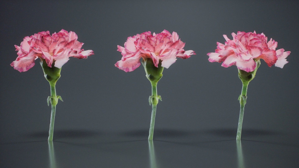 Close Up Clove Pink Mini Carmation Dianthus Caryophyllus