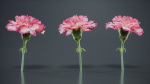 Close Up Clove Pink Mini Carmation Dianthus Caryophyllus