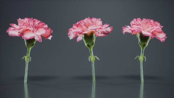 Close Up Clove Pink Mini Carmation Dianthus Caryophyllus