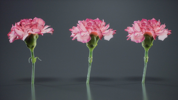 Close Up Clove Pink Mini Carmation Dianthus Caryophyllus