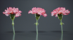 Close Up Clove Pink Mini Carmation Dianthus Caryophyllus