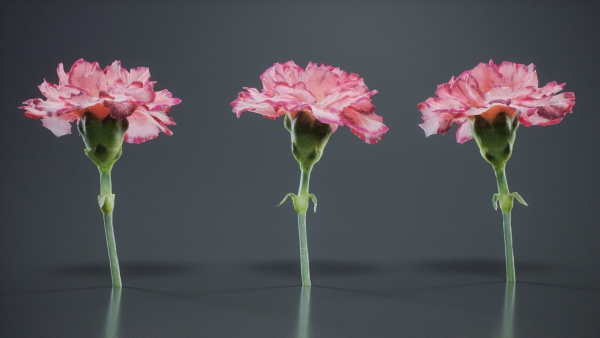 Close Up Clove Pink Mini Carmation Dianthus Caryophyllus