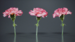 Close Up Clove Pink Mini Carmation Dianthus Caryophyllus