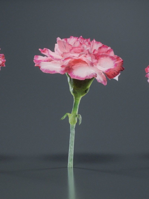 Close Up Clove Pink Mini Carmation Dianthus Caryophyllus