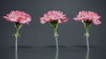 Close Up Clove Pink Mini Carmation Dianthus Caryophyllus