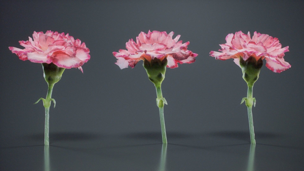 Close Up Clove Pink Mini Carmation Dianthus Caryophyllus