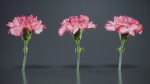 Close Up Clove Pink Mini Carmation Dianthus Caryophyllus