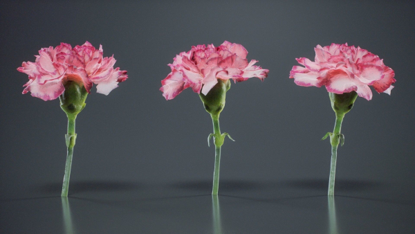 Close Up Clove Pink Mini Carmation Dianthus Caryophyllus