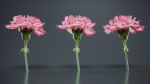 Close Up Clove Pink Mini Carmation Dianthus Caryophyllus