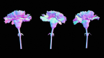 Close Up Clove Pink Mini Carmation Dianthus Caryophyllus