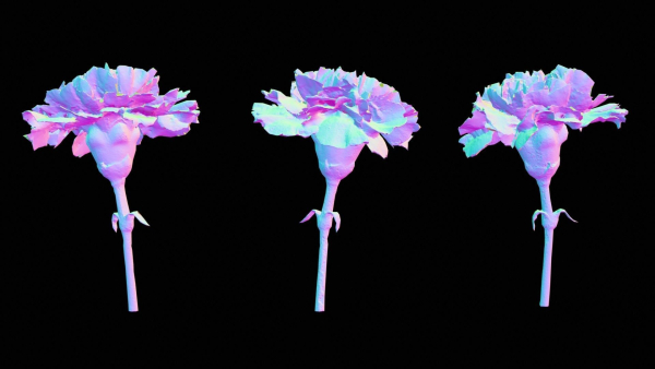 Close Up Clove Pink Mini Carmation Dianthus Caryophyllus