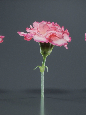 close-up-clove-pink-mini-carmation-dianthus-caryophyllus-3d-model-df79f6626d