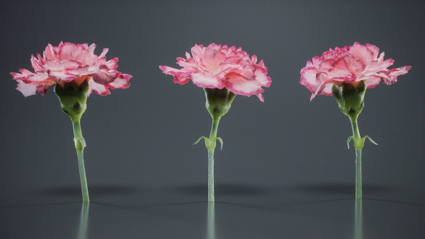 Close Up Clove Pink Mini Carmation Dianthus Caryophyllus