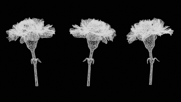 Close Up Clove Pink Mini Carmation Dianthus Caryophyllus