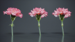 Close Up Clove Pink Mini Carmation Dianthus Caryophyllus