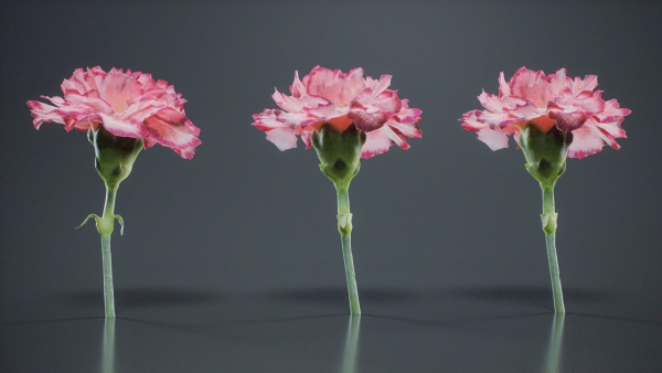 Close Up Clove Pink Mini Carmation Dianthus Caryophyllus