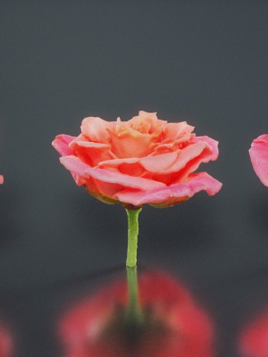 Close Up Garden Rose Bengal Rose Chinese Rose Rosa Chinensis