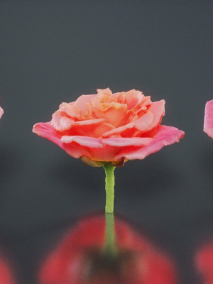 close-up-garden-rose-bengal-rose-chinese-rose-rosa-chinensis-3d-model-a86ff9d0f2