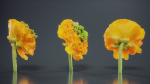 Close Up Persian Buttercup Carden Crowfoot Ranunculus Asiaticus