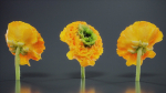Close Up Persian Buttercup Carden Crowfoot Ranunculus Asiaticus