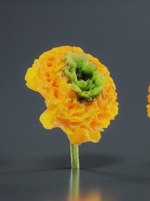 close-up-persian-buttercup-carden-crowfoot-ranunculus-asiaticus-3d-model-1c83bddb8a