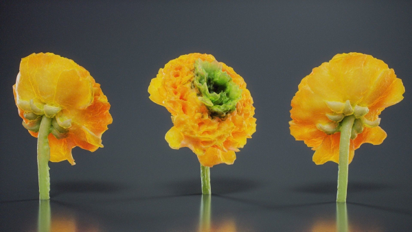 Close Up Persian Buttercup Carden Crowfoot Ranunculus Asiaticus