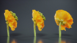 Close Up Persian Buttercup Carden Crowfoot Ranunculus Asiaticus