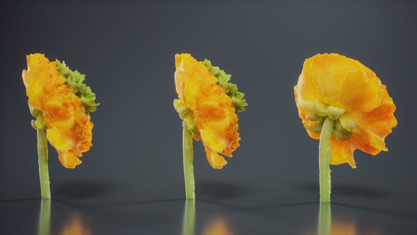 Close Up Persian Buttercup Carden Crowfoot Ranunculus Asiaticus