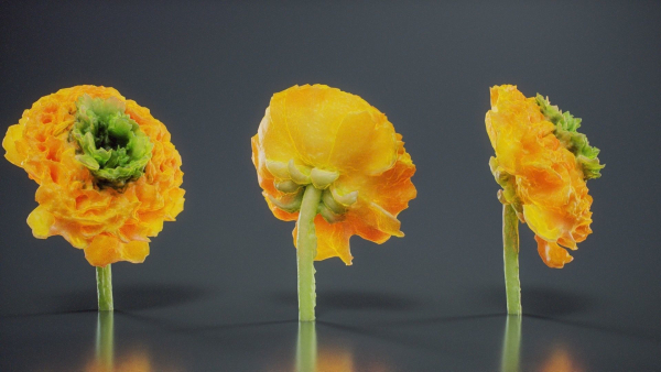 Close Up Persian Buttercup Carden Crowfoot Ranunculus Asiaticus