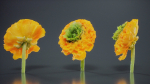 Close Up Persian Buttercup Carden Crowfoot Ranunculus Asiaticus