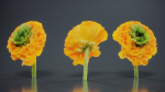 Close Up Persian Buttercup Carden Crowfoot Ranunculus Asiaticus
